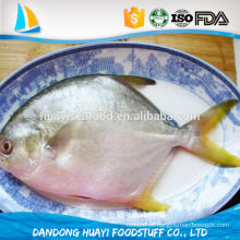 Frutos do mar IQF congelados pompano peixe fornecedor